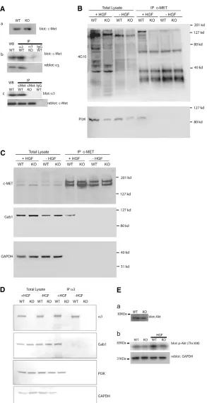 Fig. 5. Coordinate signaling between αstimulated with Hgf. The overall levels of Gab1 and PI3Kin whole-cell extracts are unaffected by stimulation withHgf