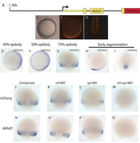 Fig. 9. The mesodermal deltaDconstruct (A) express mCherry at the blastoderm margin during mid-gastrulation (G), and in the tail bud and hindbrain (C,D,H,I)