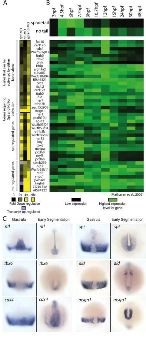 Fig. 1. Microarray analysis identifies candidate spt al., 1992), wild-type embryos at 75% epiboly