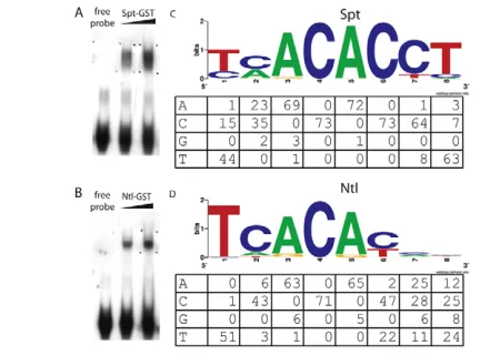 Fig. 2. Spt and Ntl bind similar sites in vitro. (sequences of >70 bound oligos from the in vitro selection assays areshown for Spt-GST (C) and Ntl-GST (D) with the count matrices for thesequenced binding sites below
