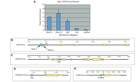 Fig. 4. Spt binds clusters of T-box sites near tbx6fibrossarcoma oncogne protein b6.2±0.39-fold enriched in Spt-bound DNA (A)