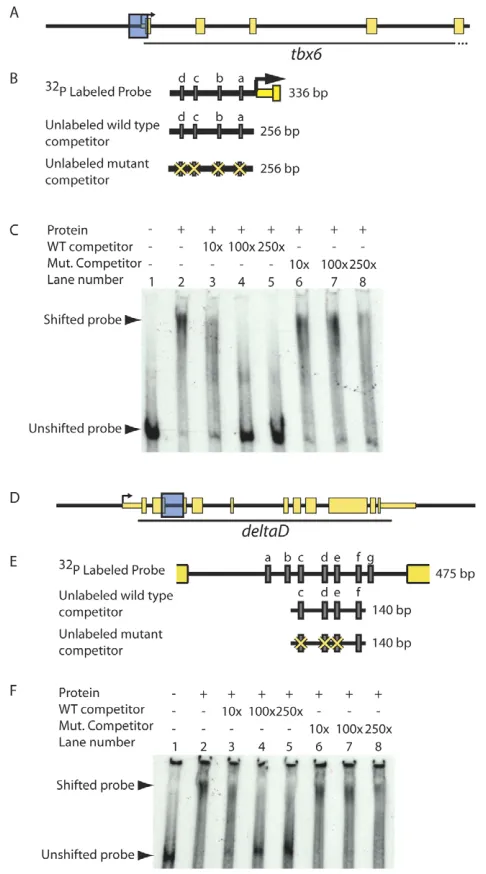 Fig. S5D,E in the supplementary material).
