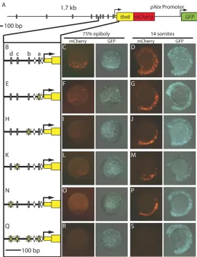 Fig. 7. T-box sites are required for activity of the tbx6