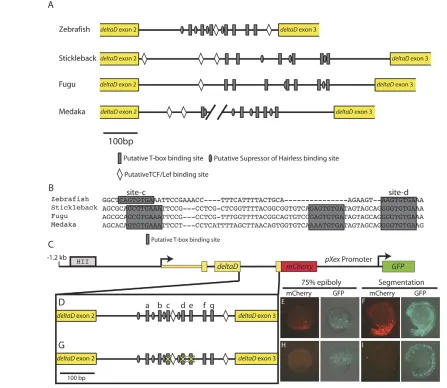 Fig. 8. The second intron of deltaDof fish 1.3 kb downstream sequences relative to the Ortega, 2002) and the T-box site cluster (C,D) drives robust mCherry expression in the non-axial margin during gastrulation (E) and in the tail budand somites during seg