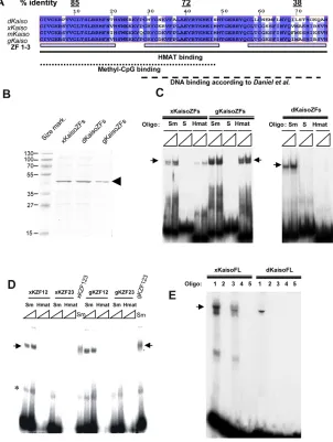 Fig. 1. The methyl-CpG binding activity of Kaiso is