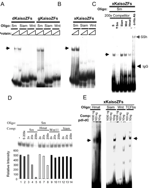 Fig. 3. xKaiso has no specific affinity for CTGCNA-binding sites inthe 20shown below. Note that the Hmat oligo competes at least 10 times lessefficiently than Sm