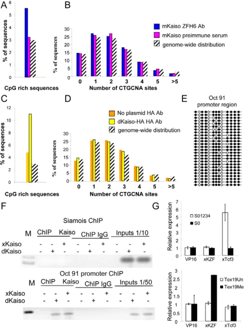Fig. 4. Kaiso preferentially interacts with methylated CpGs butnot with CTGCNA sequences in vivo