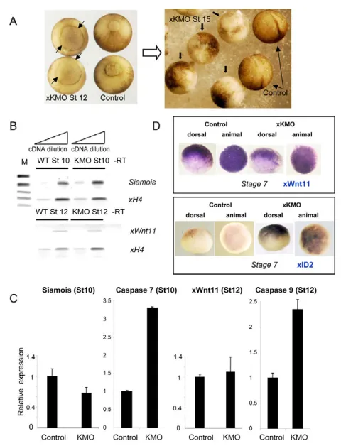 Fig. 7. The Wnt signalling pathway is not activated in xKMO) The xKMO morphants exhibit a delay in closing thedemonstrates that xWnt11 is not prematurely activated in pre-MBTxKMO morphants in comparison to a control transcript, xID2, that isectopically act