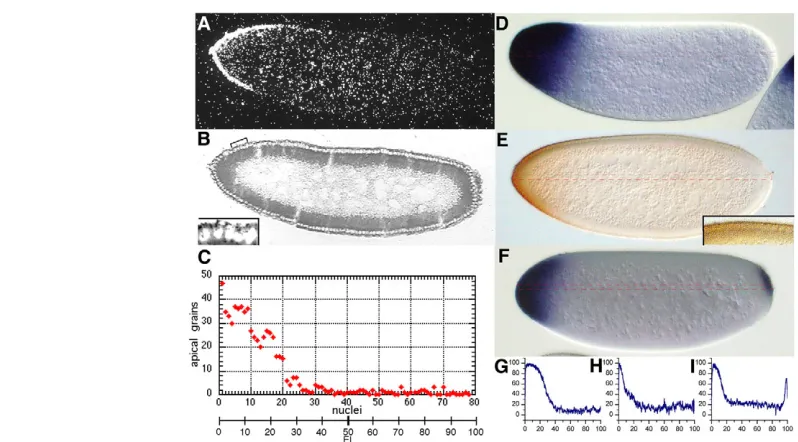 Fig. 1. Visualization of the bcdphotomicrographs of a frozen midsagittal section through a (between the dashed red lines) of embryos in D-F, demonstrating the by alkaline phosphatase and exposure to its substrate for 30 minutes (D,F) or by horseradish pero