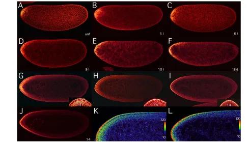 Fig. 2. Formation of bcdgradients using a color scale from 10 to 120, as shown to the right