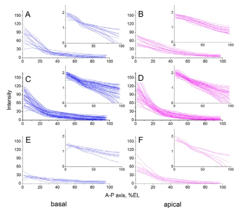 Fig. 5. Transport of bcd16 (experiment and analyzed in the same confocal session. Fluorescence intensities, reflecting scale, as shown to the right