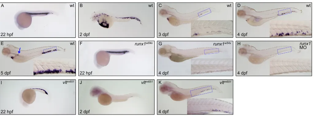Fig. 1. Definitive erythroid cells arise in the PBI but not the VDA. (wild-type embryos (A-E) at 22 hpf (A), 2 dpf (B), 3 dpf (C), 4 dpf (D) and 5 dpf (E); The insets are higher magnification (20A-K) Whole-mount in situ hybridization to detect αe1-globin e