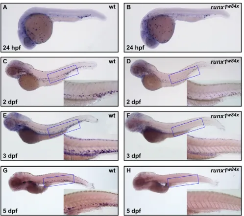 Fig. 2. VDA originated HSPCs are capable of givingrise to definitive erythroid cells once homed to thePBI