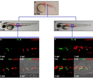 Fig. 4. Definitive myeloid cells are generated inthe VDA. (A) Lateral view of 21 hpf embryo,