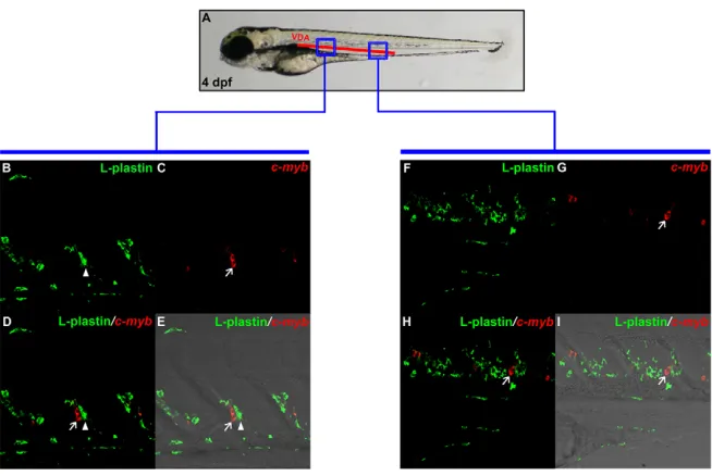Fig. 5. HSPCs are found in the VDA in 4 dpf