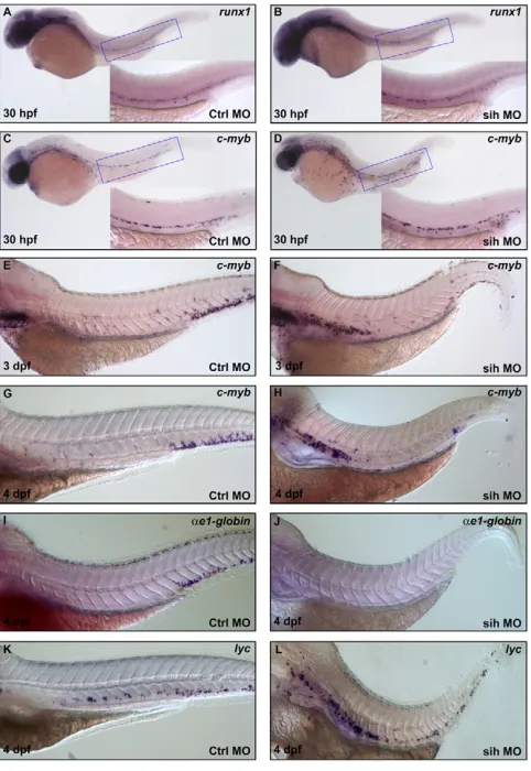 Fig. 6. Inhibition of HSPC migration from the VDA to PBI blockstheir differentiation into erythroid but not myeloid lineages.control MO injected lycexpression in 4 dpf control MO injected injected expression in control MO-injected (A,B) Whole-mount in situ