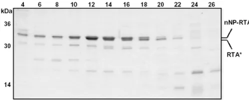 Fig. 1: Purification of nNP-RTA. Fractions obtained from the linear salt (doublet). Fractions 4-18 show the higher molecular weight nNP-RTA, gradient used to elute the fusion protein from the cation exchange matrix were resolved by reducing SDS-PAGE (15%),