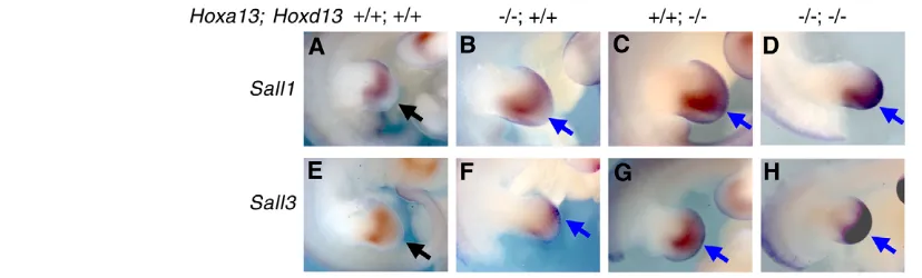 Fig. 6. HoxHoxa13Hoxa13starts to regress from the most distal mesenchyme (arrow). (mesenchyme (arrow)