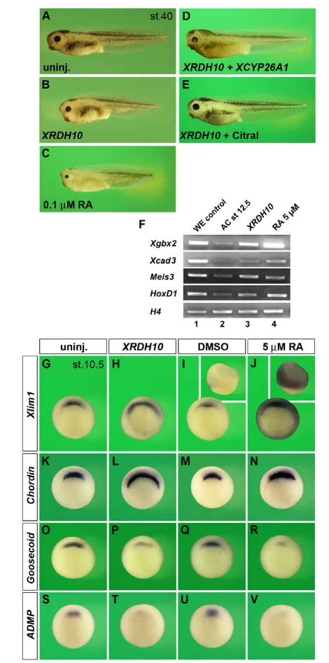 Fig. 4. XRDH10 induces retinoic acid signalling and differentiallyaffects organizer gene expression.XCYP26A1normal head and tail development