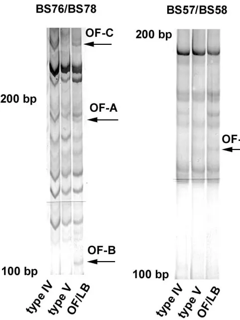 Fig. 1: DD-PCR electrophoretograms of cDNA preparations from 8701-BC cells grown onto type IV, type V and OF/LB collagen substrates, amplified point to the differentially-displayed bands chosen for further analyses