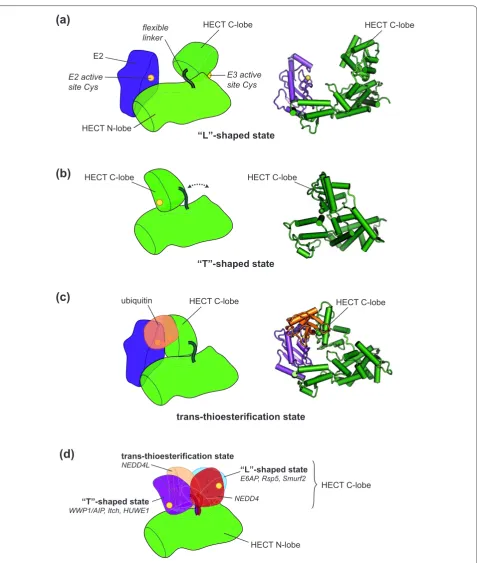 Figure 3. Swinging domains in HECT E3 enzymes. Cartoon representations of crystal structures of various HECT domains