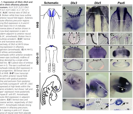 Fig. 1. Expression of Dlx3, Dlx5 and