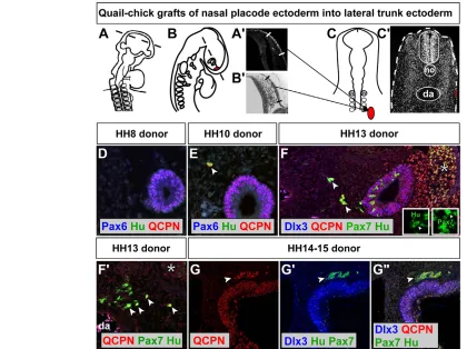 Fig. 7. Commitment towards olfactory fate occurs concomitant with acquisition of placodal morphology