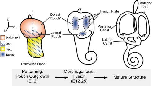 Fig. 1. Patterning and morphogenesis of the inner ear. Diagramsof the transformation of the otic vesicle into the mature structure of theinner ear
