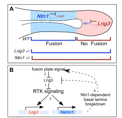 Fig. 7. Proposed model for the Lrig3/Ntn1 feedback loop. (A) Adiagrammatic view of the lateral pouch during canal morphogenesis.Cross-repressive interactions between Lrig3 and Ntn1 define theboundary between fusing (blue) and non-fusing (red) regions of th