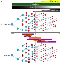 Fig. 9. Role of Sfrs1 during mouse retinal development.(A)Expression pattern of the two Sfrs1 isoforms (Sfrs1a, Sfrs1b) duringdevelopment and the requirement (dark gray) and the lack (light gray) ofSfrs1 function