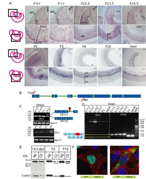 Fig. 1. Sfrs1 expression during mouse retinal development. (A)In situ hybridization detecting Sfrs1 RNA during retinal development