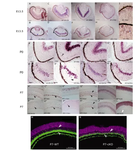 Fig. 5. Cell type composition in the Sfrs1-cKO retina. RNA ISH detecting Sfrs1 (A,B), Brn3b (C,D), Nf68 (E,F), Trβ2 (G,H) RNA in E13.5 wild-typeand Sfrs1-cKO mouse retinal sections