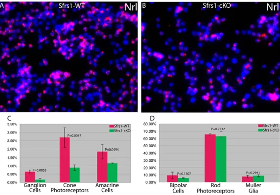 Fig. 6. Quantification of the different cell types in theSfrs1-cKO retina. Quantification by dissociated in situ