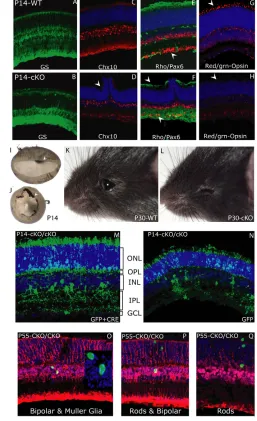 Fig. 7. Survival and/or production of neurons during embryonicdevelopment. (A,B)P7 retinal sections from wild-type and Sfrs1-cKOmice stained for BrdU (red), Pax6 (green) and with DAPI (blue).(C,D)Cells that were heavily labeled for BrdU were identified wit