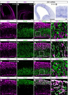 Fig. 1. Expression of Dll1 in the developing mouse