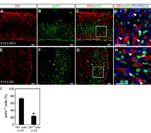 Fig. 2. Dll1 expression and Notch1 activation are segregatedinto distinct cells in the VZ of the developing mousetelencephalon