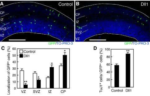 Fig. 5. Dll1 overexpression in a small number of NPCs in thedeveloping mouse neocortex induces neuronal differentiation.immunohistochemistry with anti-GFP and TO-PRO-3 (nuclear staining).Typical results are shown