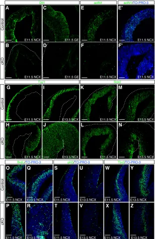 Fig. 6. Dll1between littermates of Dll1in the majority of NPCs by crossing neocortex; GE, ganglionic eminence