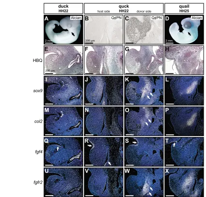 Fig. 5. Mesenchyme regulates early histogenesis of Meckel’s cartilage. (A)Whole-mount Alcian Blue stained embryos at HH22 reveal that