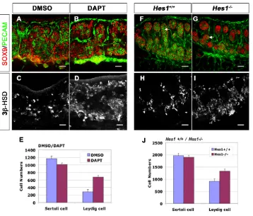 Fig. 2. Loss of Notch signaling results