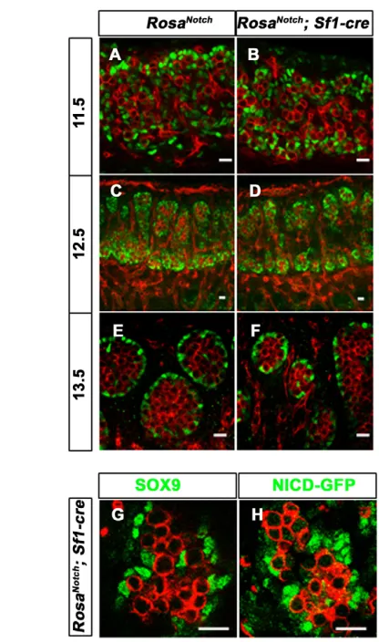 Fig. 3. Constitutively active Notch signaling in Sertoli cells doesnot change Sertoli cell fate