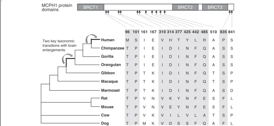 Figure 1 Schematic map of MCPH1 protein domains labeled with lineage-specific amino acid substitutions