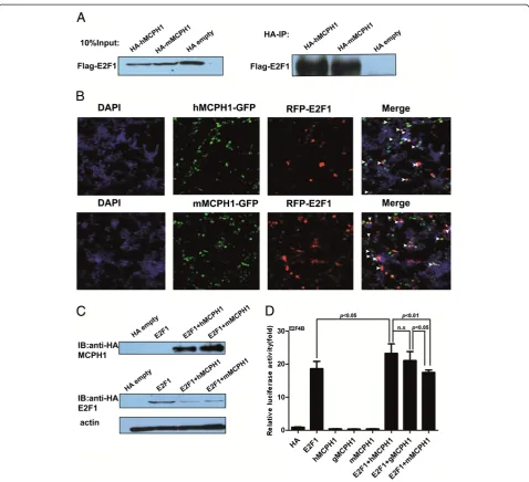 Figure 2 Human and macaqueby Western blot (middle panel). The bottom panel is the actin control