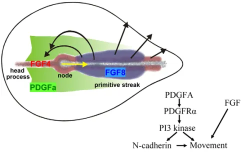 Fig. 9. PDGF and FGF signalling control mesodermal cellmigration. PDGFA (green) is expressed in the epiblast on both sides ofthe streak in a posterior-to-anterior-directed gradient that controls themigration of PDGFR-expressing mesoderm cells