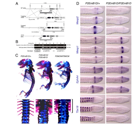 Fig. 1. Disruption of Tbx6 binding sites eliminates Mesp2Mesp2detection of homozygotes in the P2EmB1D/P2EmB1Dright)