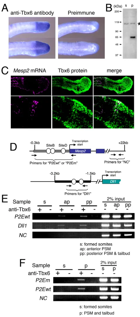 Fig. 2. Tbx6 binds to P2PSME in the PSM and tailbud.(A,B) Characterization of the anti-Tbx6 antibody produced in this study.