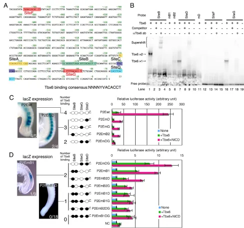 Fig. 3. Multiple Tbx6 binding is required for Mesp2 activation. (several mutated enhancer elements