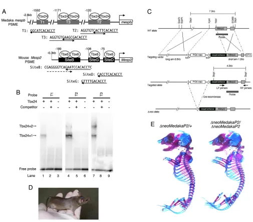 Fig. 4. The medaka mespbspecific recombination using the Cre-loxP system. (molecule and T2 and T3 with two Tbx24 molecules, which is consistent with their nucleotide sequences as shown in A