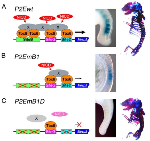 Fig. 5. Putative mechanism for the Tbx6-mediated regulation ofMesp genes.Tbx6 binding sites