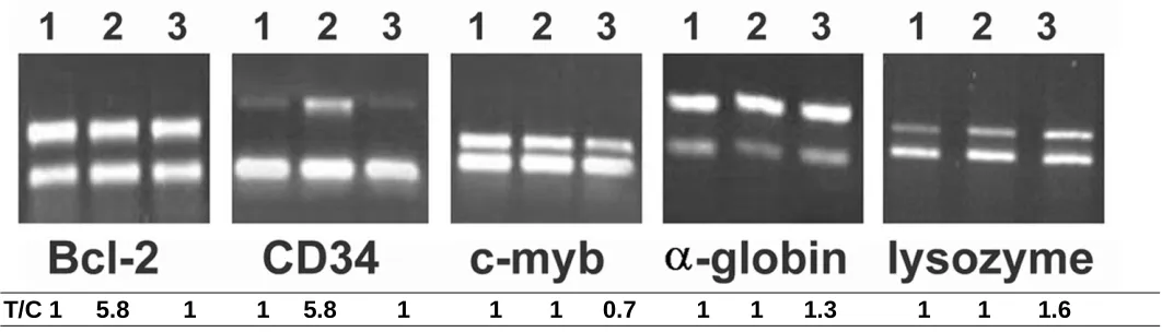 Fig. 3: Control for competition between different primer sets. Reactions were performed in the same conditions for lanes 1, 2shows an example in which the specific primers for the target RNA (p27) competed with the Aldolase A primers (left, 2 mMMgClcompeti